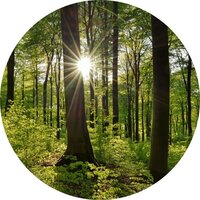 Wald.jpg Wald.jpg